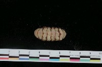 藏品(大駝石鱉)的圖片